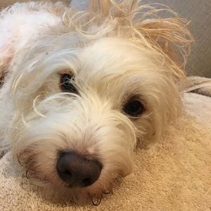 Meet your Posher, Wanda